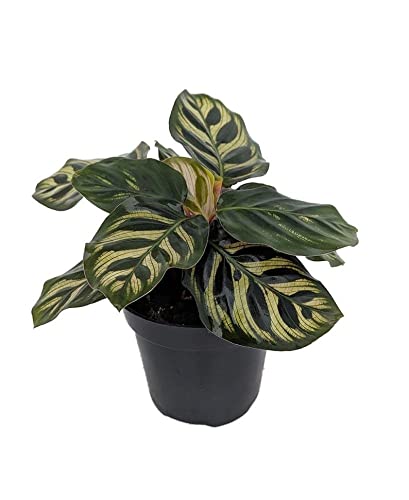 Calathea Makoyana (Peacock Plant) - 6