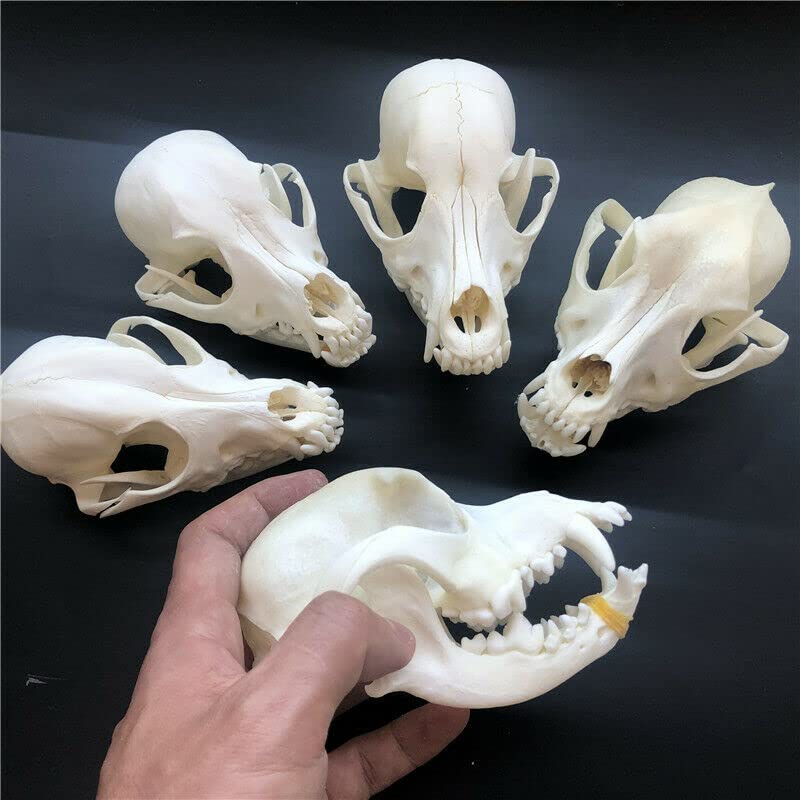 Real Dog Skull Taxidermy Specimen - Authentic Animal Bones for Science Education, Unique Gift & Home Office Decor - Perfect for Halloween, Biology Class & Gothic Decor (10)