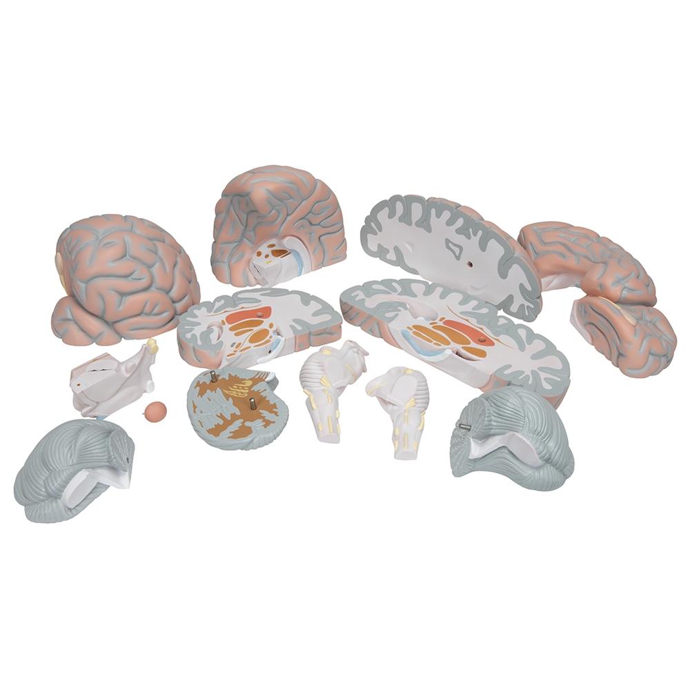 Giant Brain Model - 2.5X Full Size with 14 Detachable Parts | Anatomy Learning Tool for Medical Students & Science Enthusiasts | Perfect for Classroom, Lab & Home Study