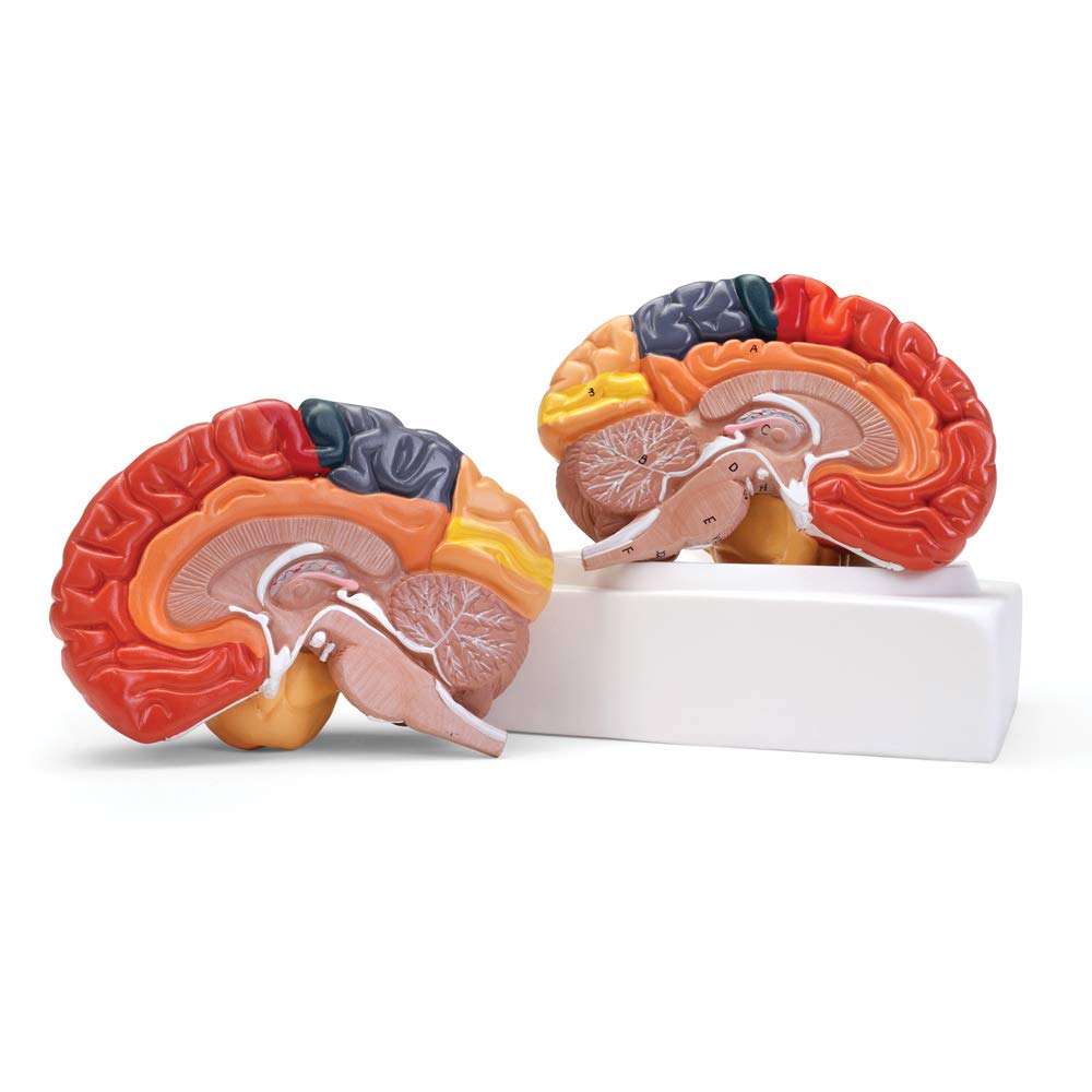Altay Human Brain Model - Anatomically Accurate Brain Structure for Medical Study, Education & Science Classroom Display