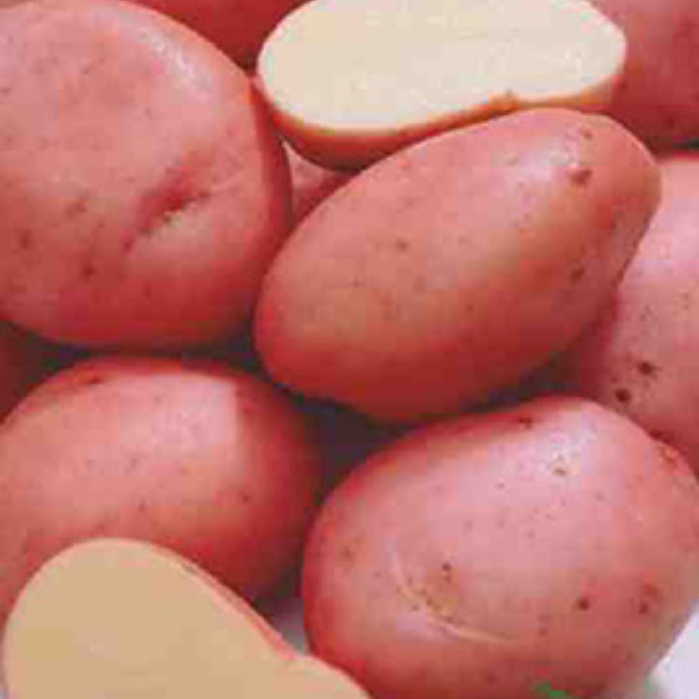 Organic Dark Red Norland Seed Potatoes - Pack of 6 Non-GMO Potato Seeds for Home Gardening, Farming & Sustainable Agriculture - Perfect for Roasting, Mashing & Fresh Eating