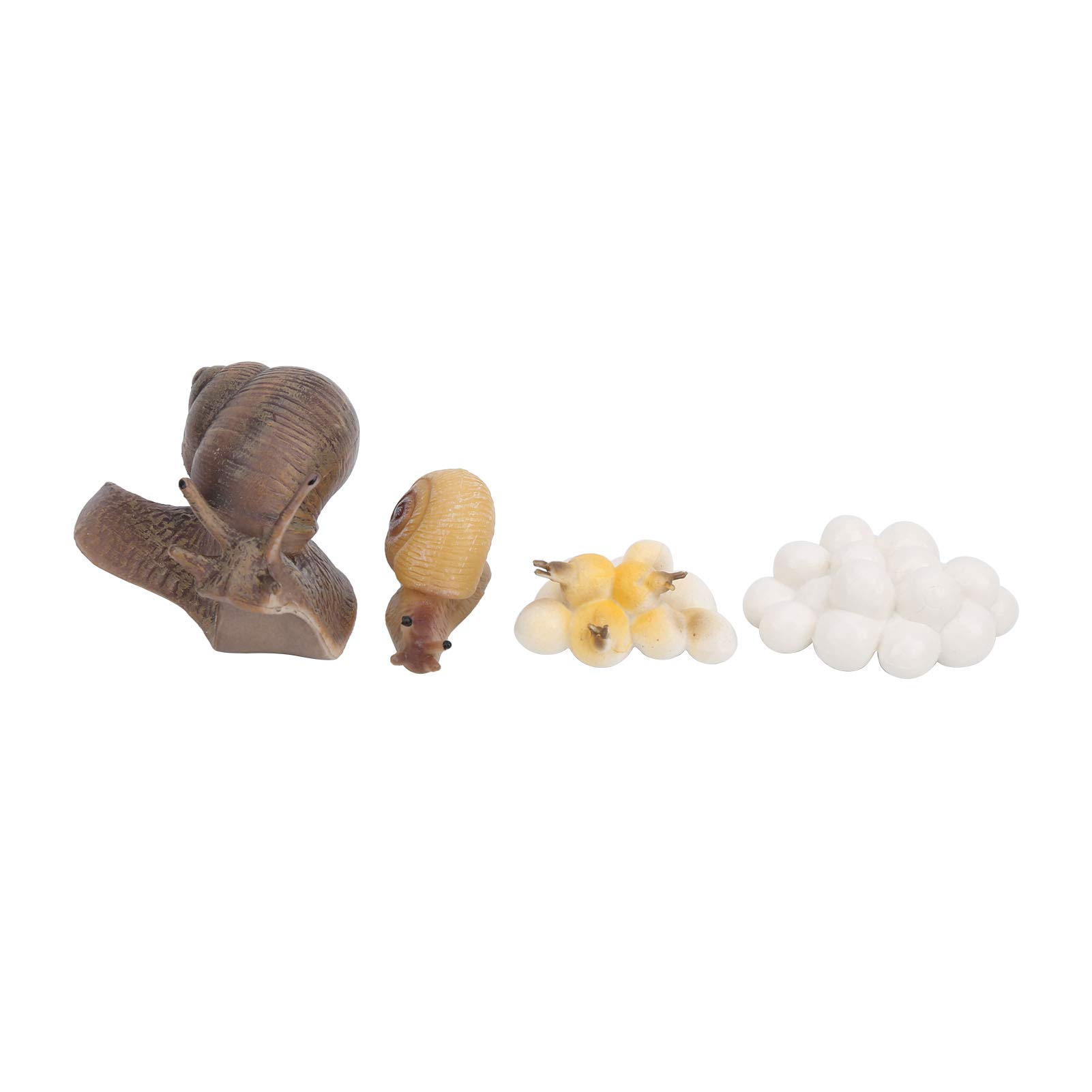 4 Stage Snail Life Cycle Model - Educational Growth Simulation Toy for Kids - Science Classroom Learning Aid - Perfect for Homeschooling & Biology Lessons