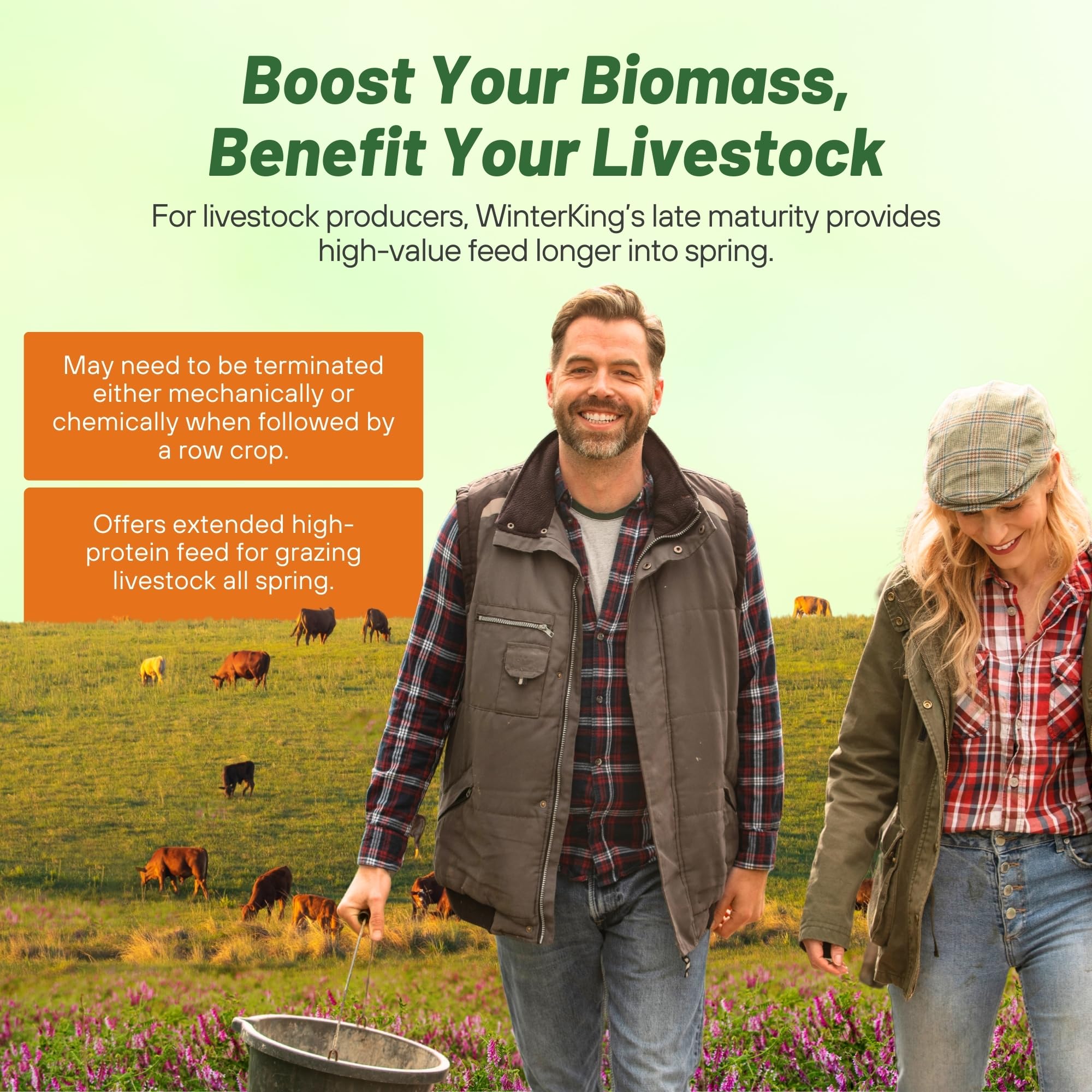 Outsidepride Hairy Vetch Cover Crop Seeds - 50 Lbs Cold Tolerant & Winter Hardy - Soil Improvement, Green Pasture, Hay & Livestock Forage - Pollinator Friendly Garden & Ground Cover Seeds - Perfect for Organic Farming, Erosion Control & Sustainable Agriculture