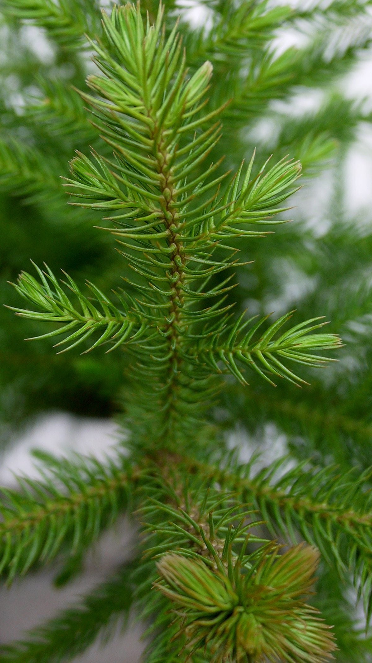 Norfolk Pine (Araucaria heterophylla) - 8 Inch Live Indoor House Plant for Home & Office Decor - Perfect for Christmas Tree Alternative, Living Room, and Gift Ideas