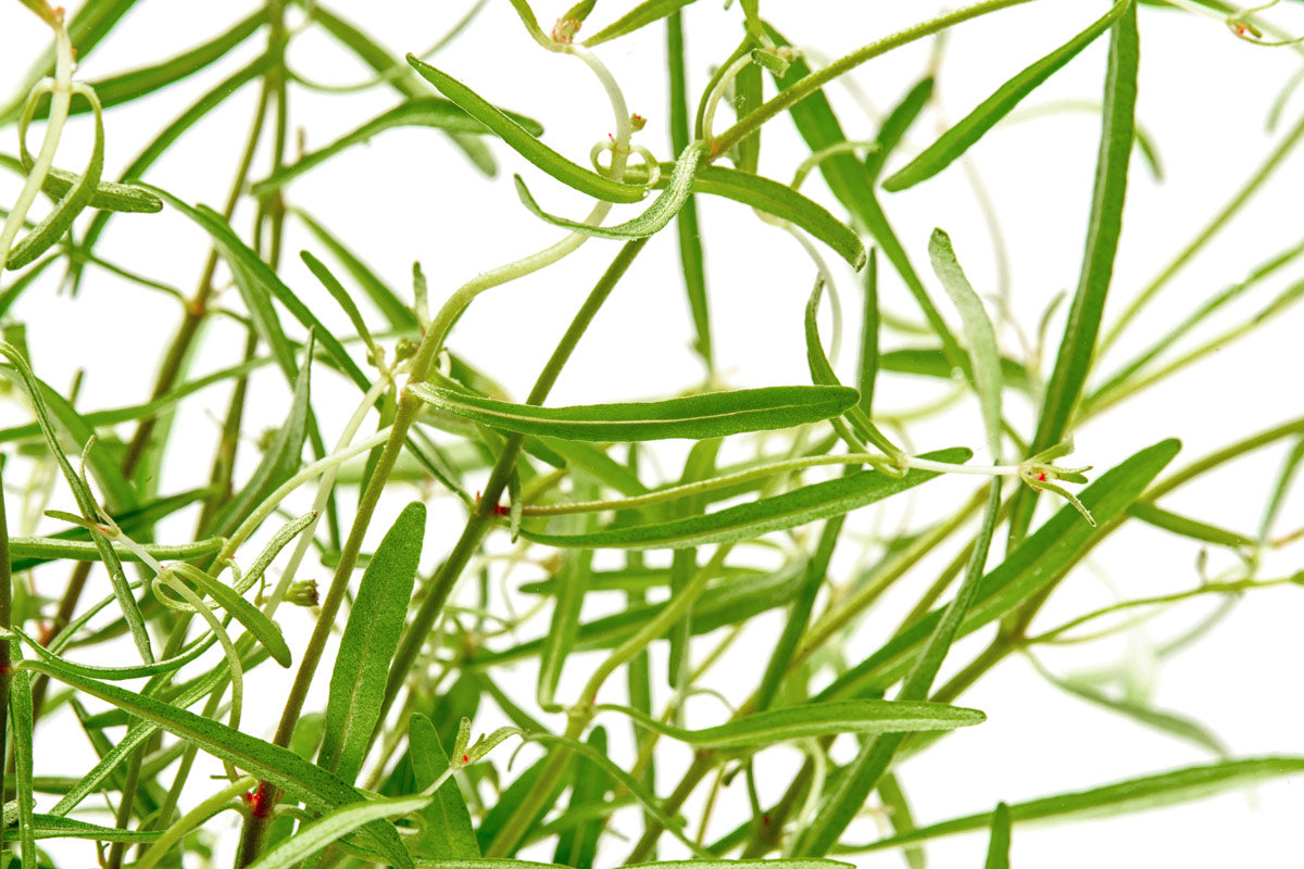 Rotala Red Cross Aquatic Plant for Freshwater Aquariums - Perfect for Aquascaping, Fish Tanks, and Planted Aquariums