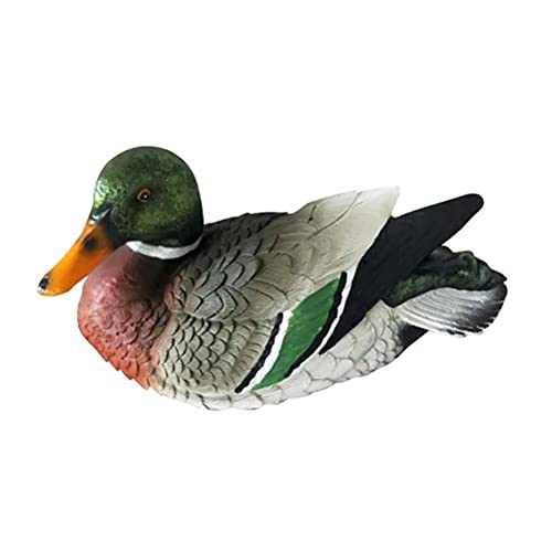 Male Mandarin Duck