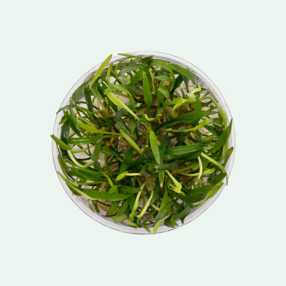 Cryptocoryne Lucens Live Aquarium Plant - Easy Low Light Freshwater Aquatic Plant for Fish Tanks, Aquascaping & Nano Tanks (Perfect for Beginners & Shrimp Tanks)