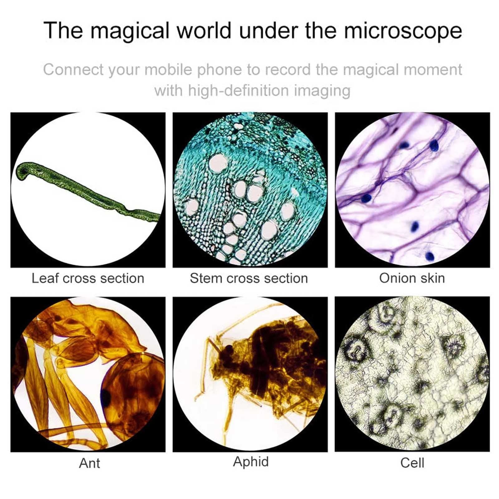 40x-10000x Binocular Compound Microscope with Slides Set & Phone Adapter - LED Illumination, 45° Tilt, 360° Rotation - Ideal for School Labs, Home Education & Scientific Research (White)