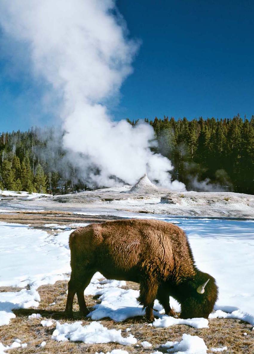 Yellowstone National Park Hardcover Ruled Journal - Lined Notebook for Travelers, Nature Lovers & Writers - Perfect for Hiking, Camping & Outdoor Adventures