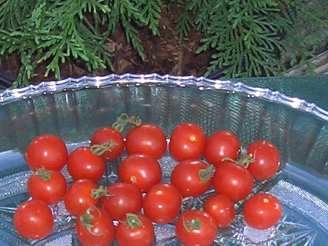Organic Non-GMO Vegetable Seeds for Snacks, Cooking & Salads - 50 Pack | Perfect for Home Gardening, Healthy Recipes & Fresh Salads
