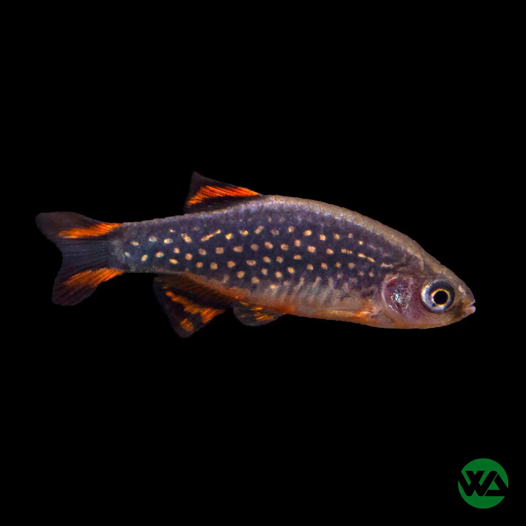 Galaxy Rasbora (Celestial Pearl Danio) - Celestichthys margaritatus - Live Freshwater Aquarium Fish for Tropical Tanks - Perfect for Community Aquariums and Nano Tanks