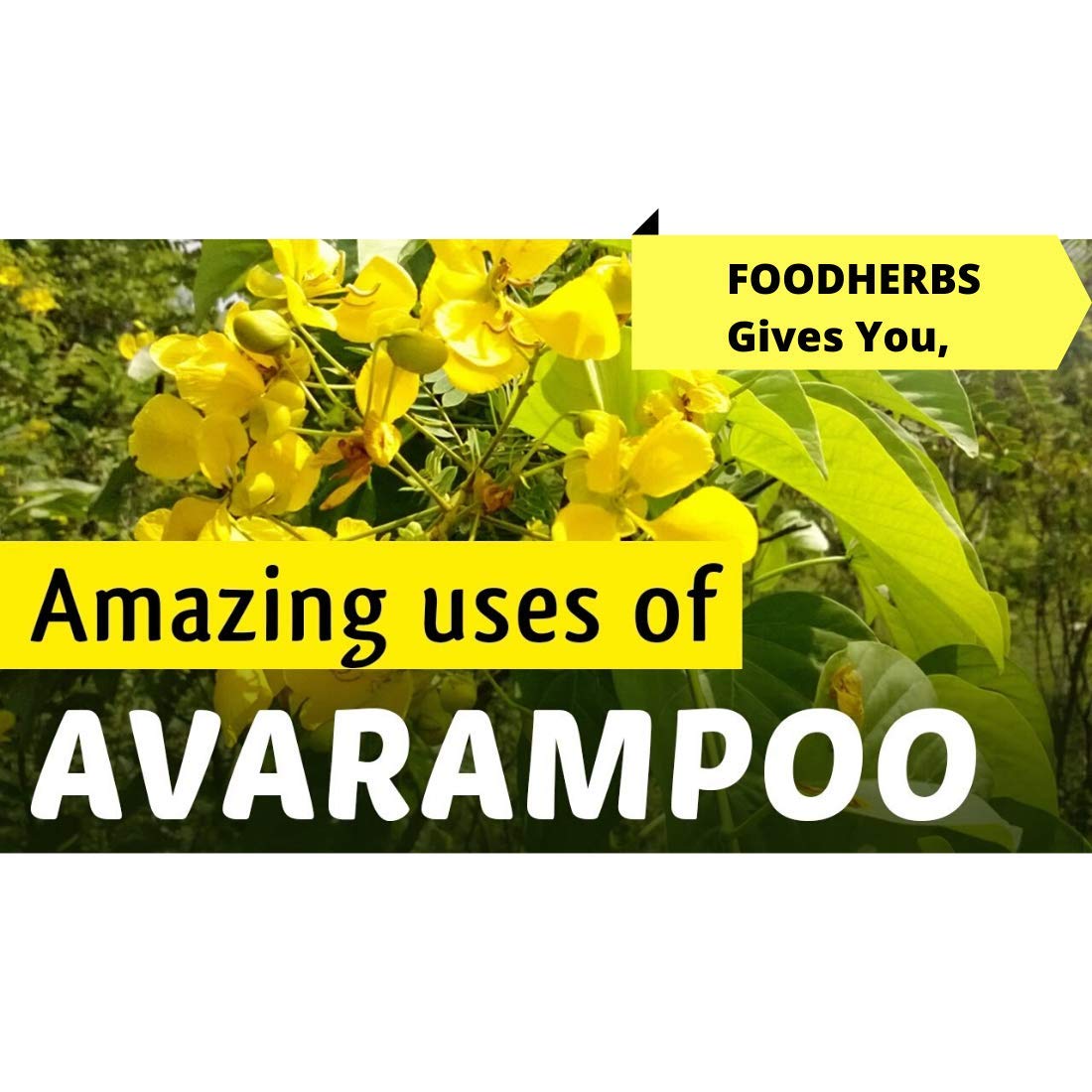 Foodherbs Avarampoo Powder | 200g | Pure Senna Flower Powder for Skin Glow, Body Coolant & Blood Purifier | Ayurvedic Herbal Wellness | Avarataki, Tanners Cassia, Sonamukhi | Natural Detox & Beauty Care | Perfect for Summer Cooling Drinks & Skincare Routines