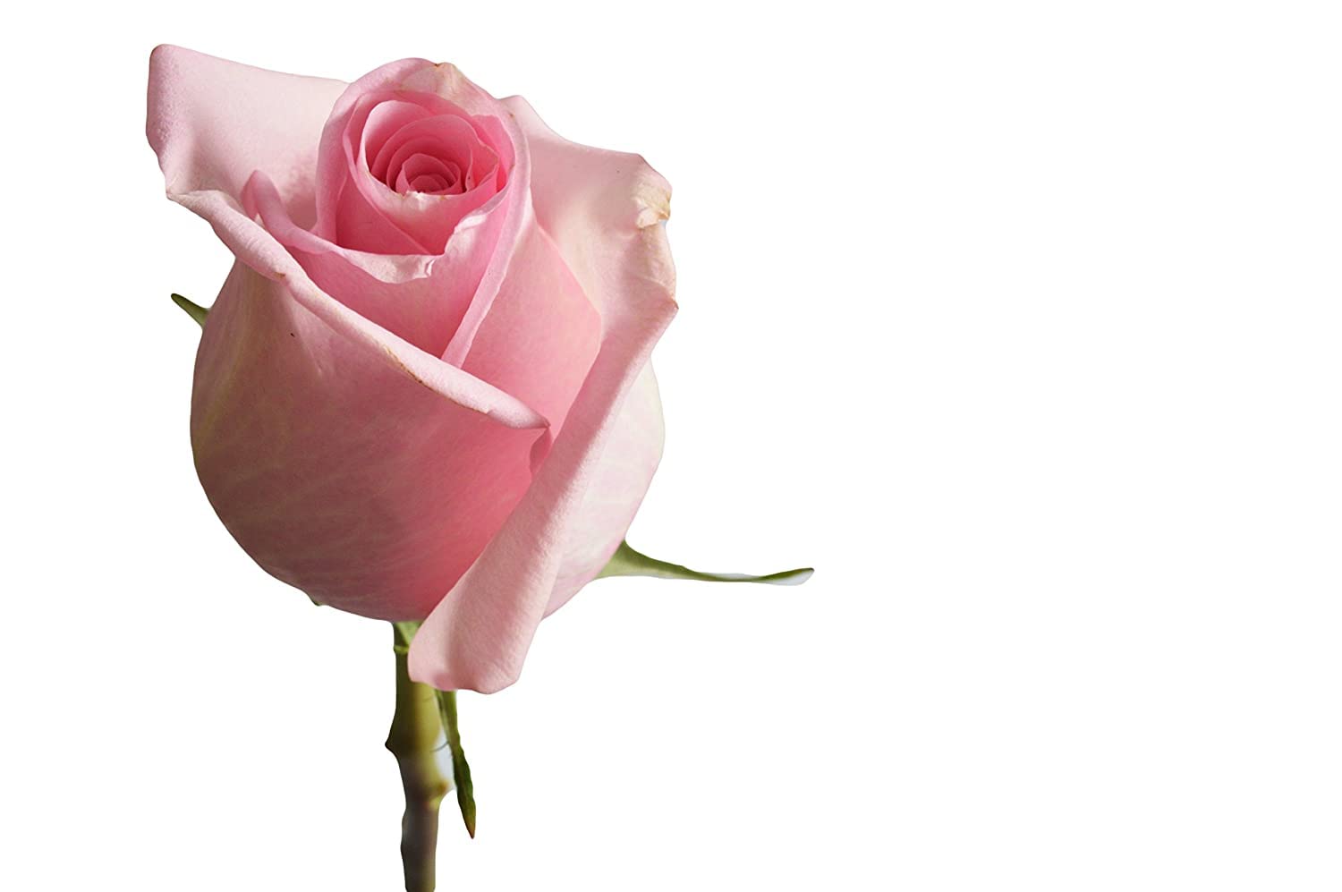 Premium 100 Pink Roses - Fresh Farm Direct Wholesale Flowers for Mother's Day, Birthday, Valentine's & Easter - Perfect for Weddings, Anniversaries & Home Decor