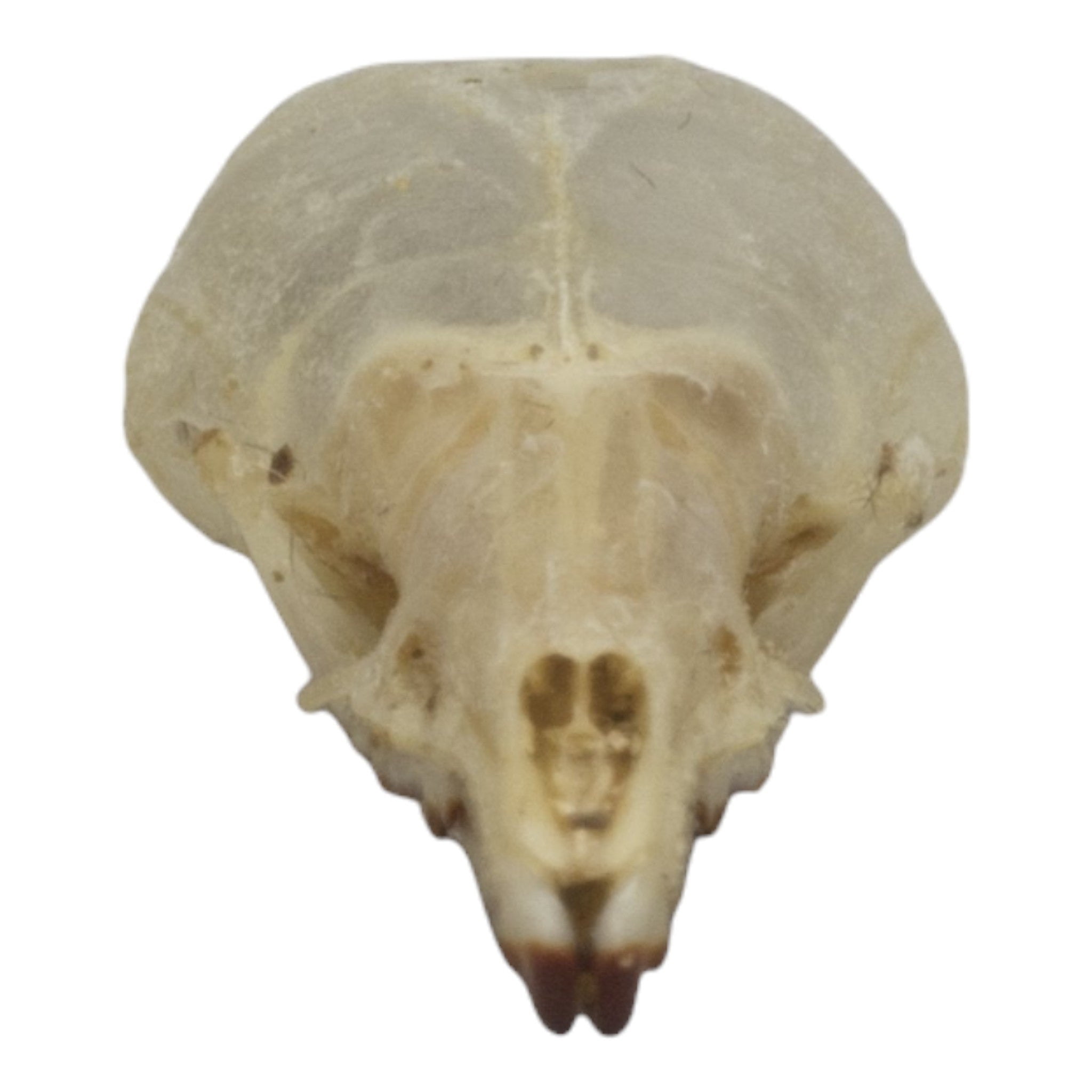 Authentic Pribilof Island Shrew Skeleton - Rare Specimen for Science Study, Biology Education & Natural History Collection | Perfect for Classroom Display, Museum Exhibits & Research Projects