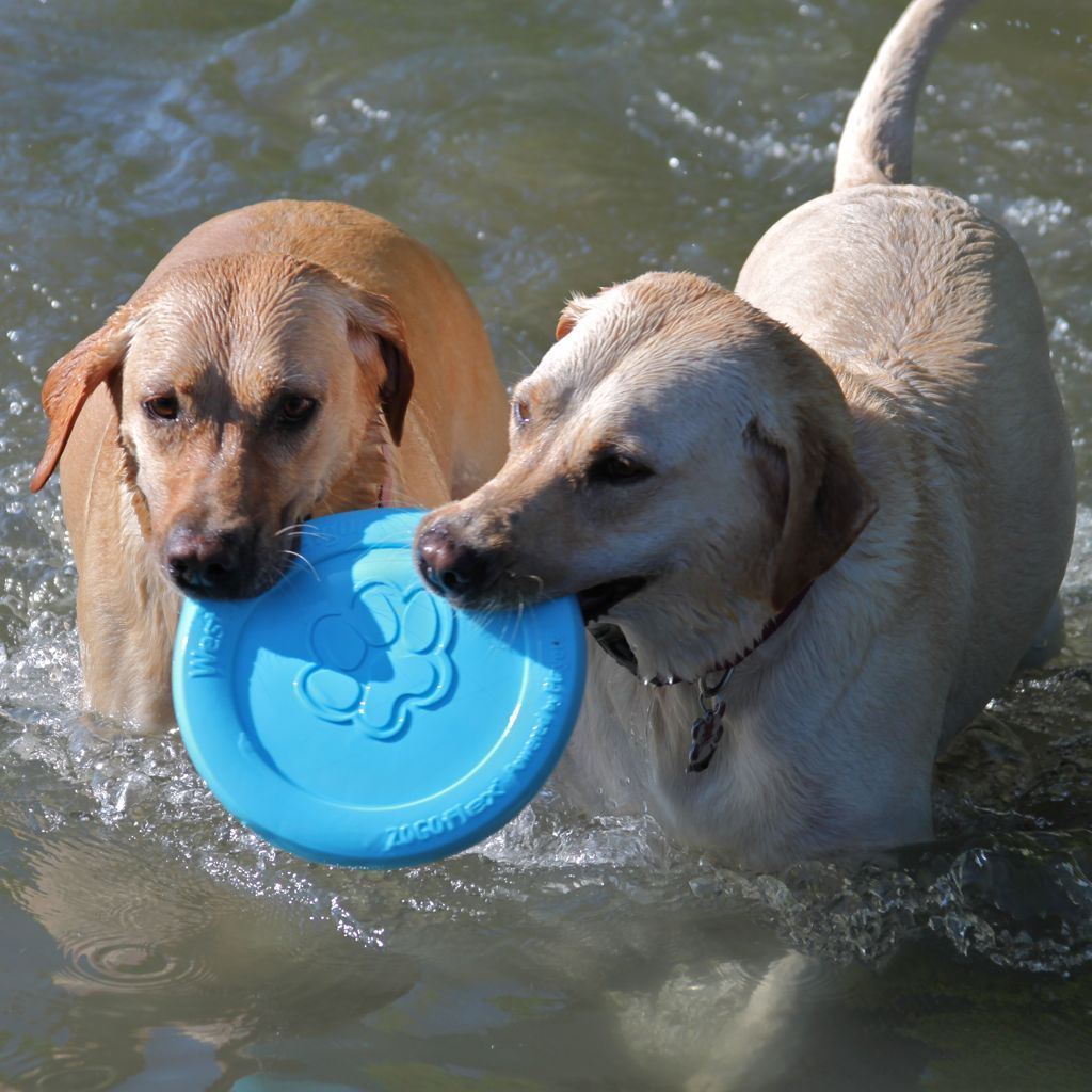 West Paw Design Zisc Flying Disc Dog Toy - Durable, Non-Toxic Fetch Frisbee for Dogs - Perfect for Outdoor Play, Beach, Park & Backyard Fun