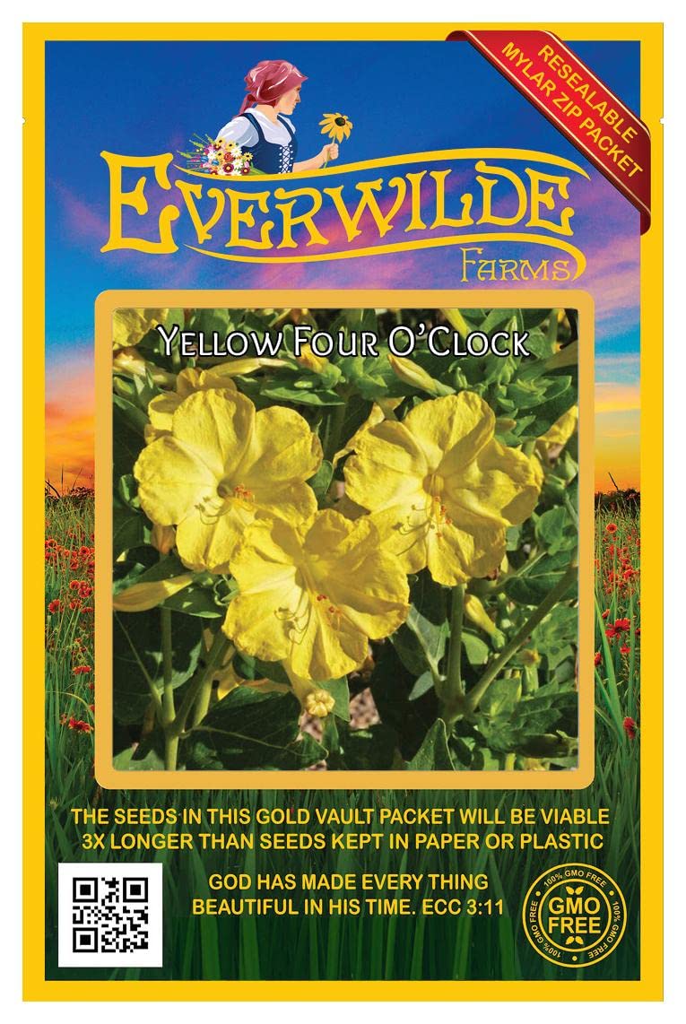 Everwilde Farms - 50 Yellow Four O'Clock Wildflower Seeds - Gold Vault Jumbo Seed Packet for Garden Landscaping & Outdoor Decor