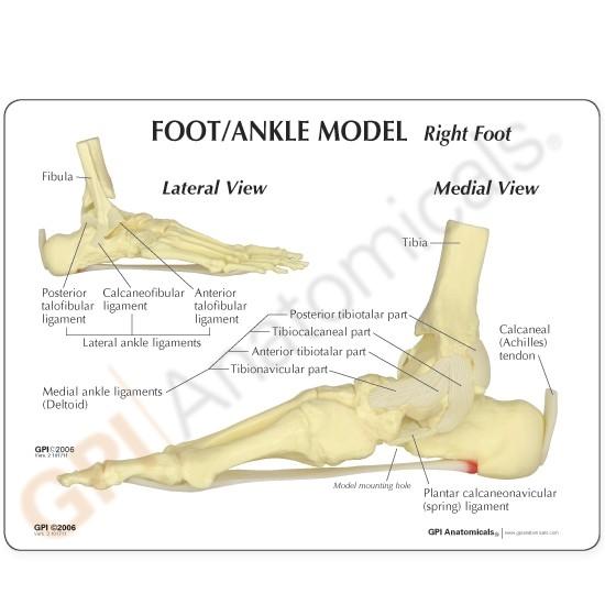 Foot and Ankle Model for Plantar Fasciitis Relief - Ideal for Medical Training, Physical Therapy, and Patient Education