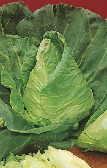 Organic Sugarloaf Cabbage Seeds for Planting - Non-GMO, Heirloom Variety - Perfect for Home Gardens, Urban Farming & Fresh Salads