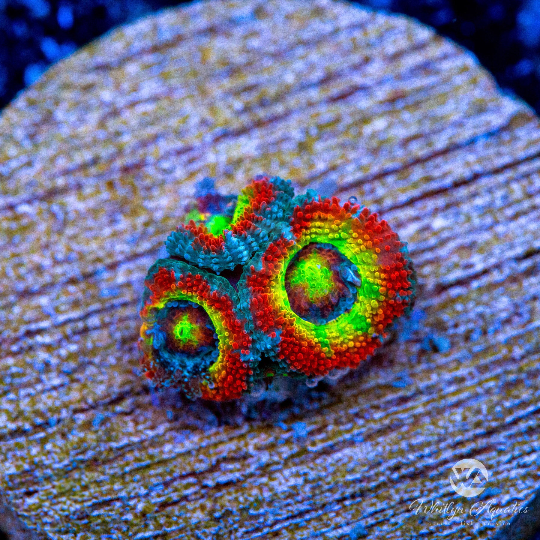 Holy Grail Micromussa Coral for Saltwater Aquariums - Vibrant LPS Coral for Reef Tanks & Marine Aquascaping