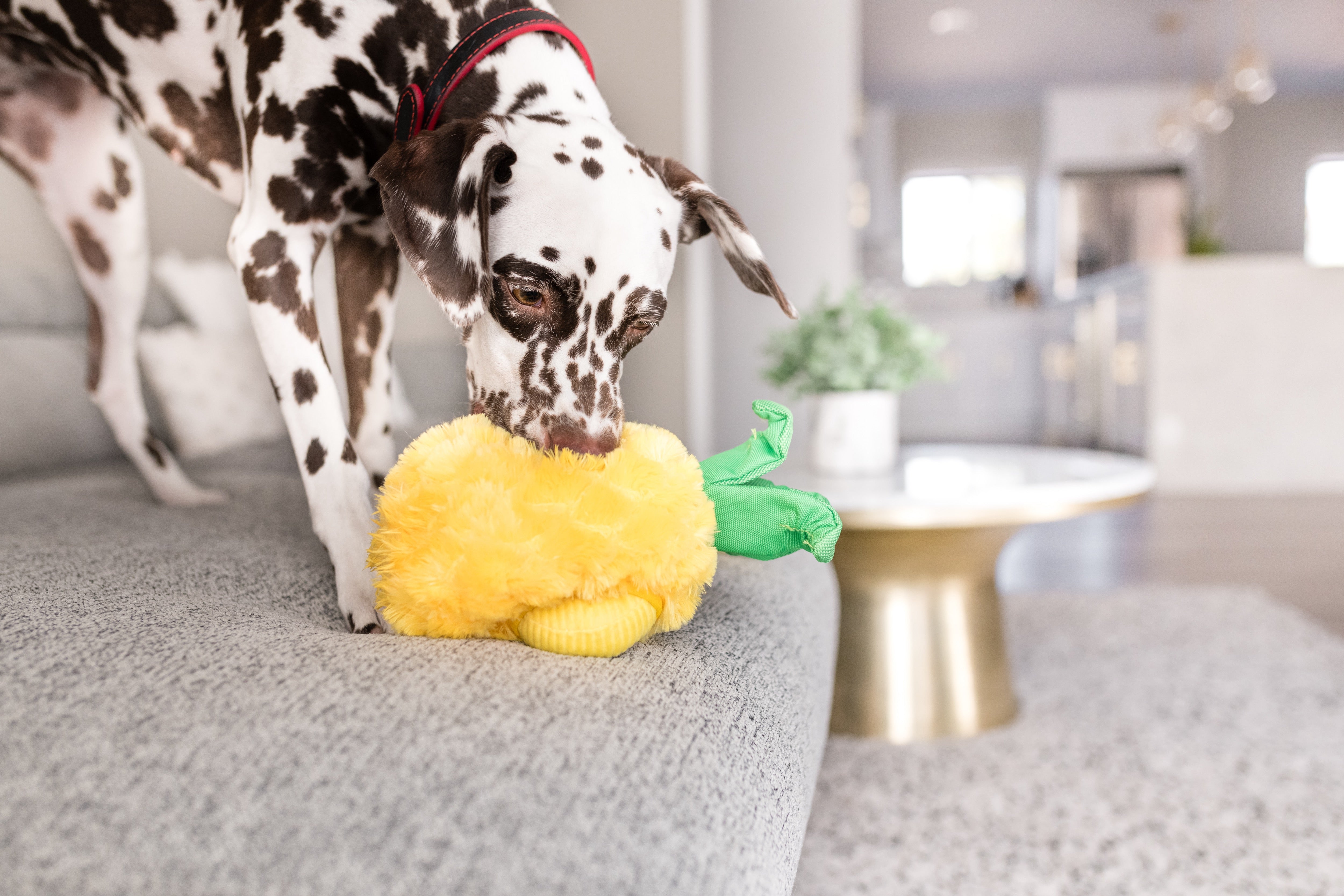Tropical Paradise™ Dog Plush Toy - La Piña Chew Toy for Dogs | Soft & Durable Pet P.L.A.Y. Puppy Toy | Perfect for Playtime, Training & Cuddling