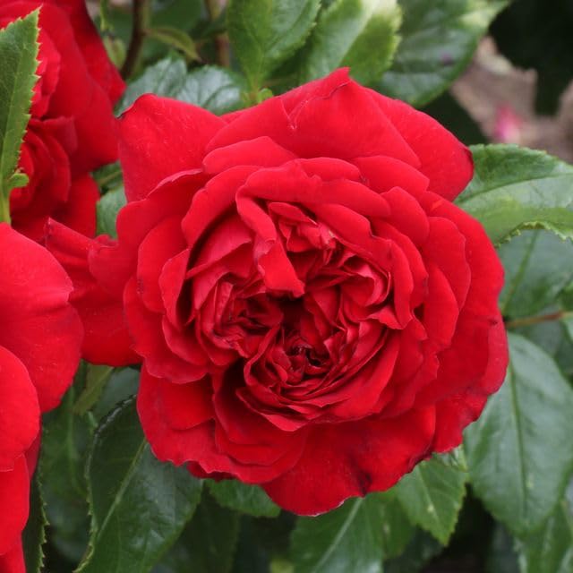 Heirloom Roses Citiscape Bordeaux Red Rose Bush - Floribunda Live Outdoor Plant for Gardens, Landscaping & Patio Decor