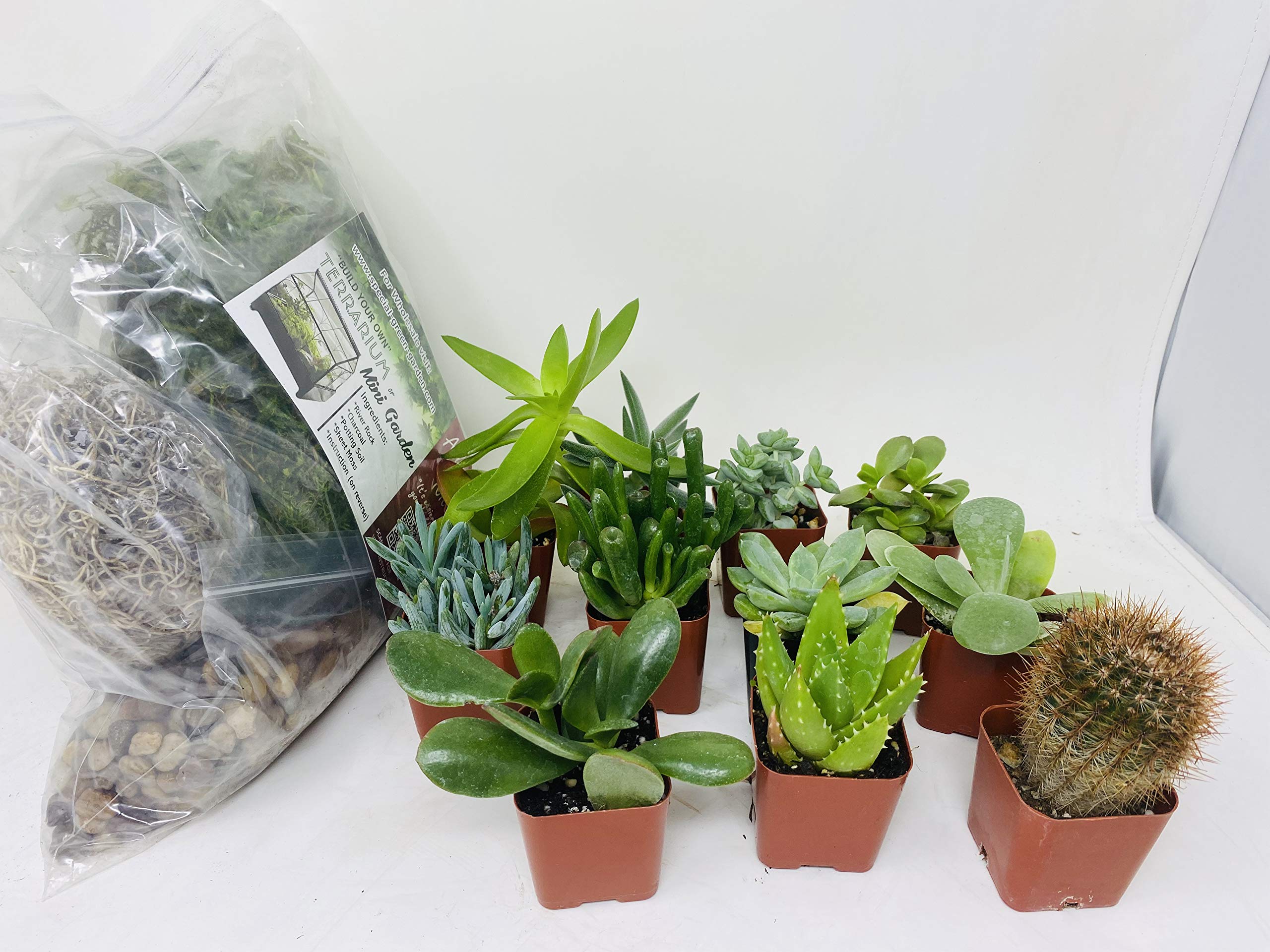 DIY Terrarium Kit with 5 Live Succulents - Create Your Own Fairy Garden or Miniature Ecosystem | Perfect for Home Decor, Office Desk & Gift Ideas | Unique Plant Terrarium by Jmbamboo