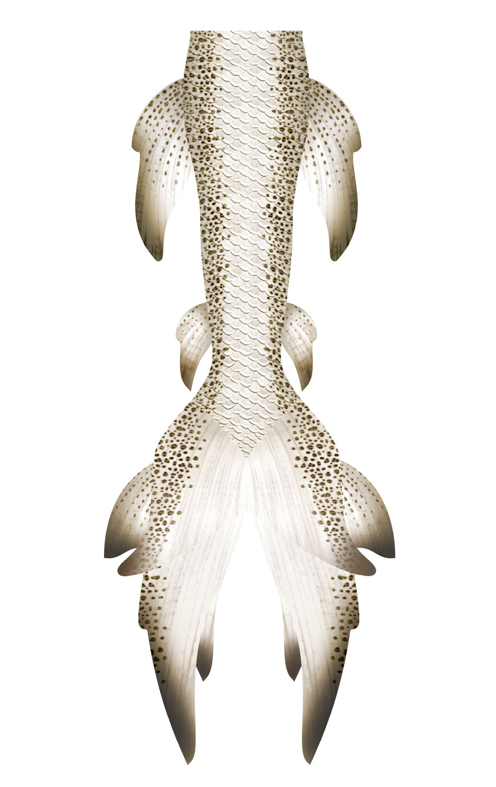 Leopard Shark
