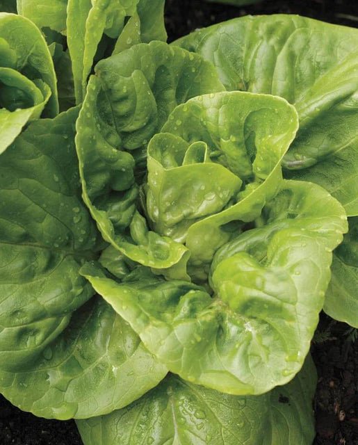 Organic Winter Density Lettuce Seeds for Home Gardening - Crisp, Cold-Resistant Salad Greens for Fresh Salads, Container Gardening & Urban Farming