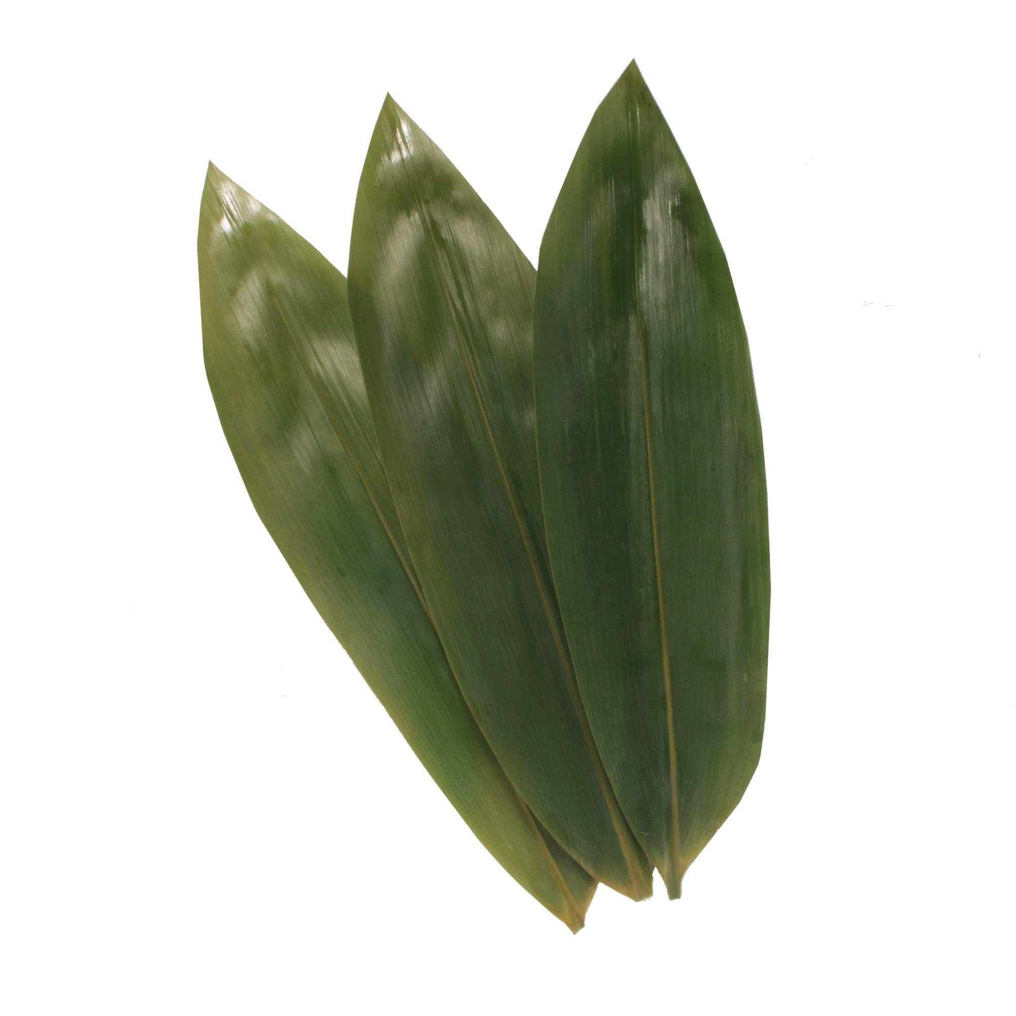 Premium Bamboo Leaves for Cooking - Natural Zongzi Wrappers, Banana Leaf Substitute, BBQ & Grilling - 12.25
