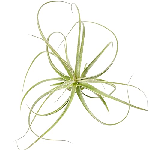 Straminea Dwarf Air Plant 3'' Tall - Low Maintenance Live Tillandsia Collection | Variety of Unique Air Plant Species | Perfect Gift Box for Home & Office Decor | Ideal for Terrariums, Wall Displays & Wedding Centerpieces