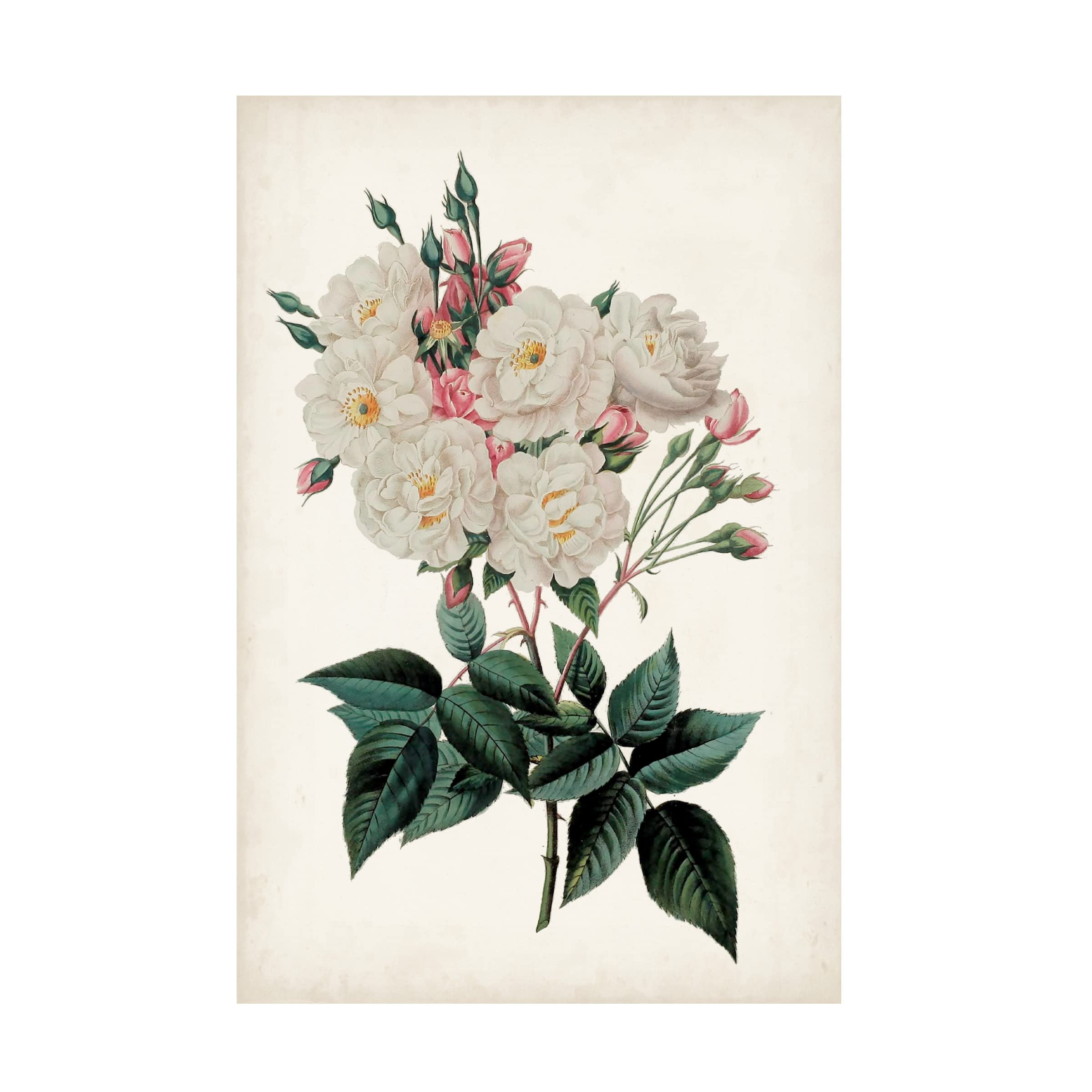Vintage Rose Clippings IV Canvas Wall Art Print by Vision Studio - Floral Botanical Home Decor for Living Room, Bedroom & Office