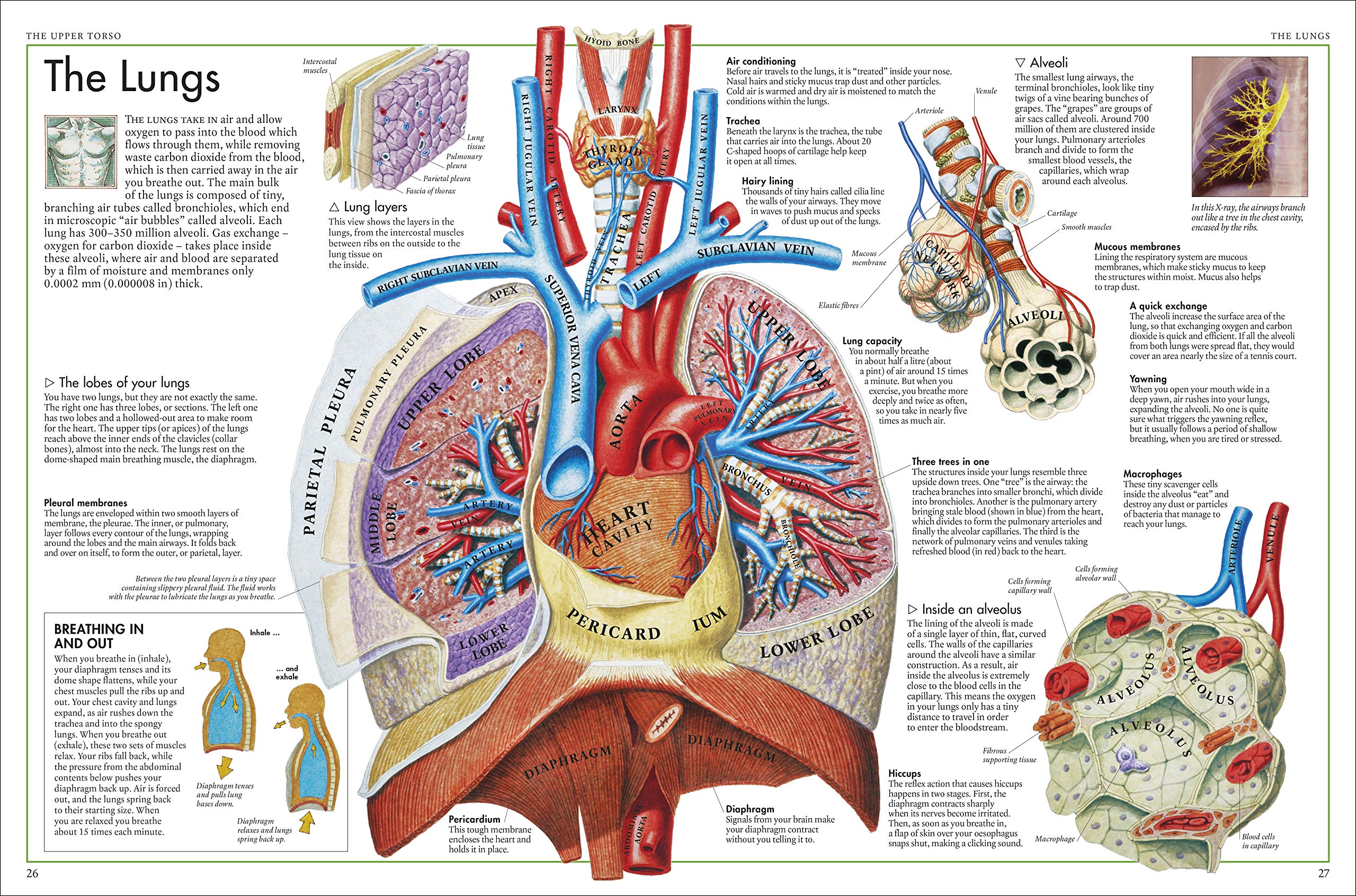 The Body Atlas: Illustrated Human Anatomy Guide - Perfect for Students, Teachers & Medical Professionals