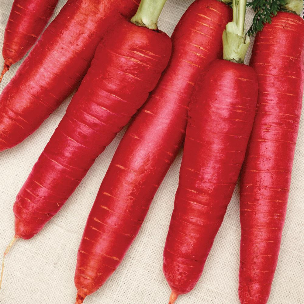 Organic Atomic Red Carrot Seeds - Non-GMO Heirloom Vegetable for Home Gardening - Perfect for Salads, Juicing, and Healthy Snacks
