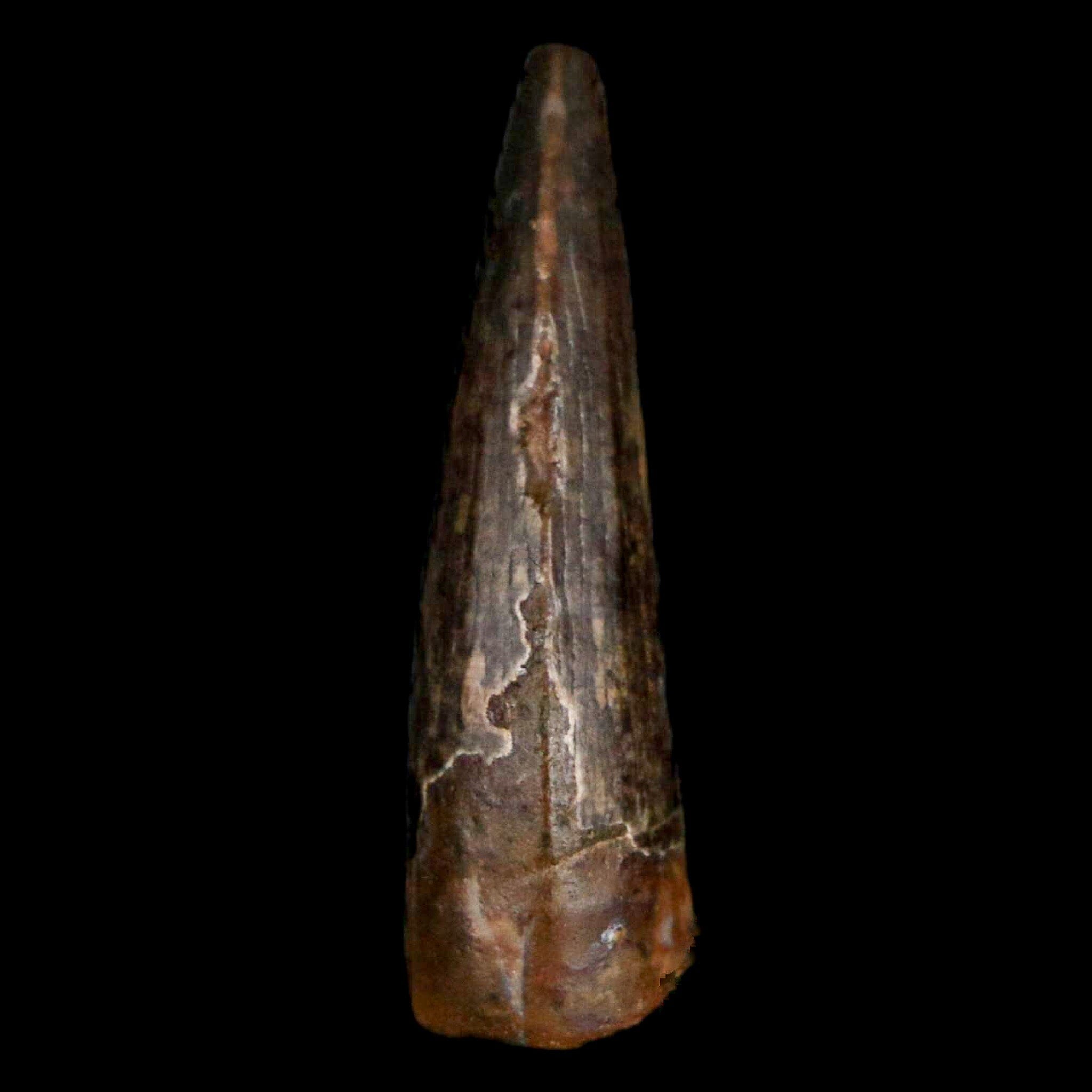 Authentic Suchomimus Dinosaur Tooth Fossil - Cretaceous Spinosaurid from Niger with COA | Perfect for Paleontology Enthusiasts & Fossil Collectors