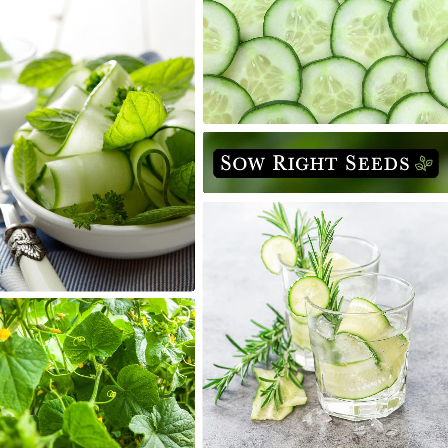 Sow Right Seeds - Non-GMO Heirloom Beit Alpha Cucumber Seeds for Planting - Grow Fresh Cucumbers at Home with Planting Instructions - Perfect for Indoor Starting & Outdoor Trellis Gardening - Great for Salads, Pickling & Healthy Snacks