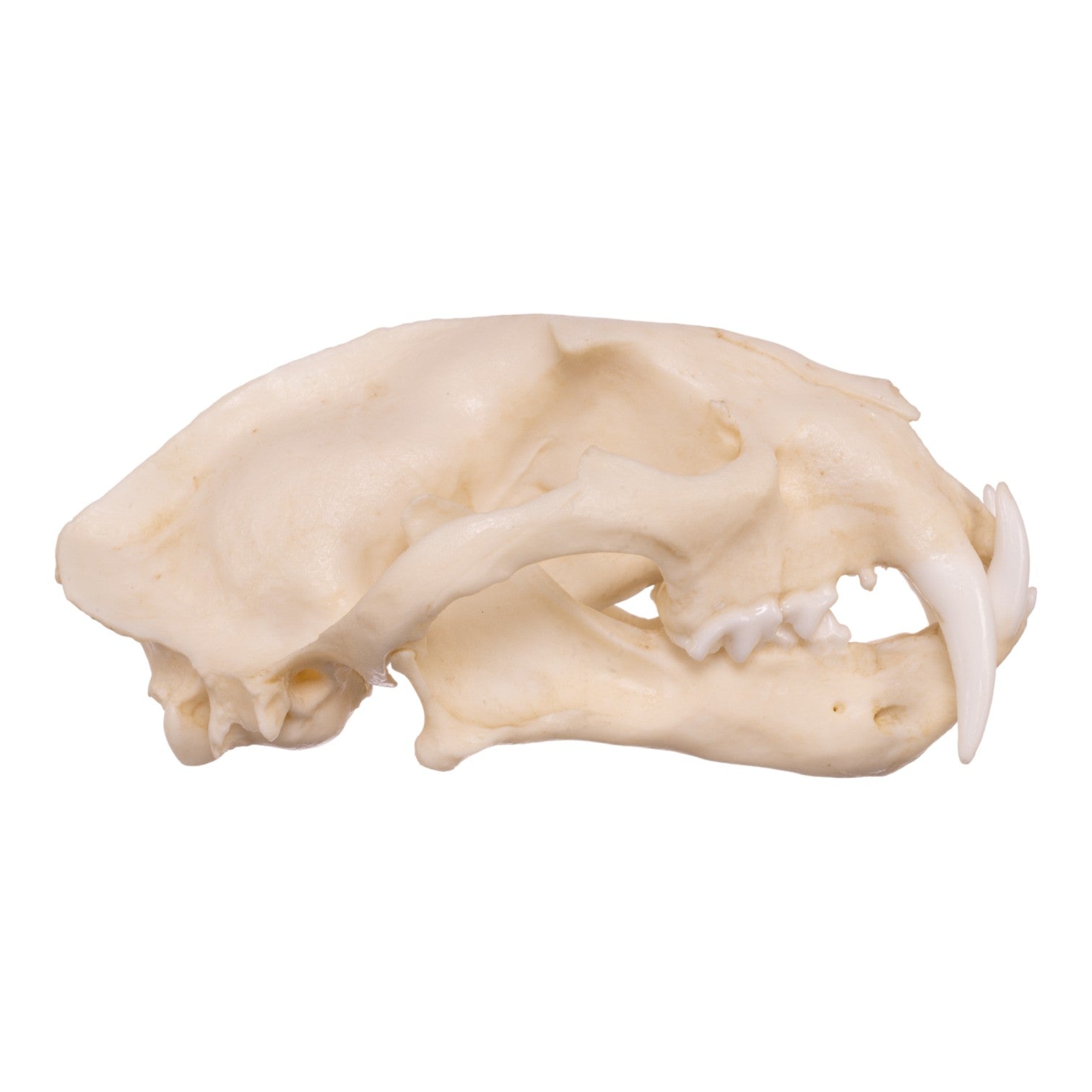 Replica Clouded Leopard Skull - Lifelike Animal Skull Decor for Home, Office & Halloween - Perfect for Gothic Decor, Taxidermy Displays & Horror Props