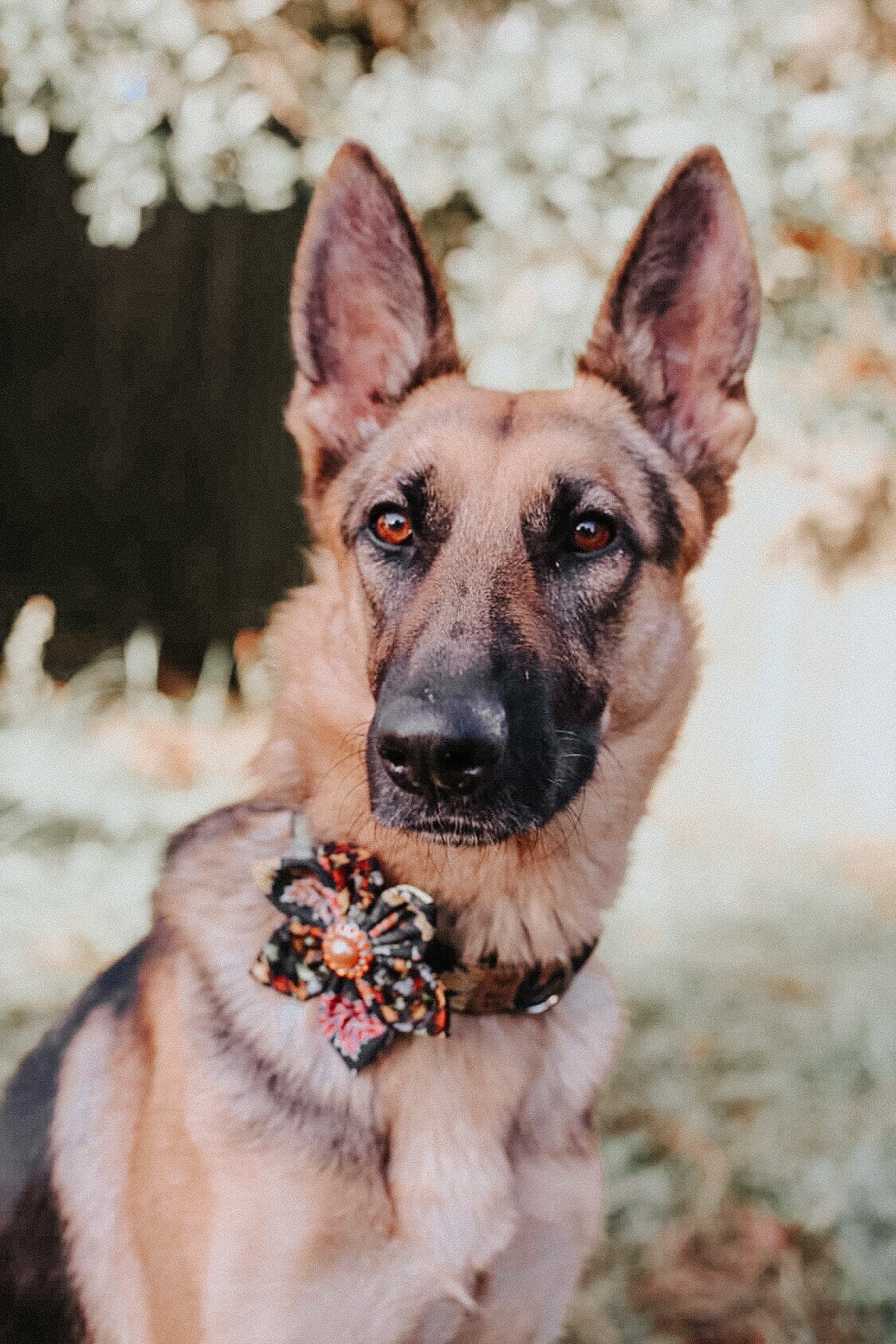 Stylish Dog Collar with Floral Autumn Leaves Design - Perfect for Fall Walks, Pet Photos & Seasonal Outfits