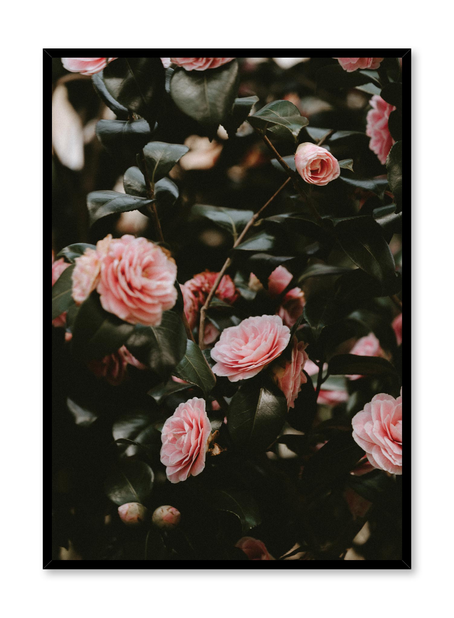 Pink Rosebush Poster - Beautiful Floral Wall Art Decor for Living Room, Bedroom & Office - Perfect Gift for Home Decor and Gardening Lovers