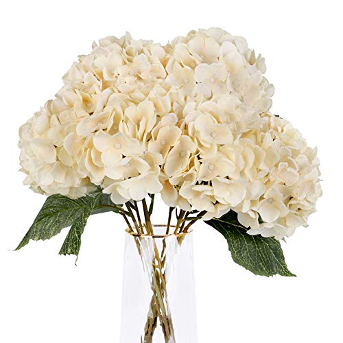 Champagne，5 Flower Heads