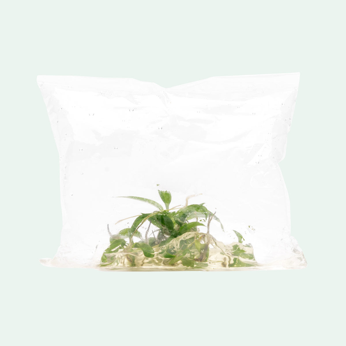 Philodendron Minarum - Rare Tropical Houseplant for Indoor Gardens | Perfect for Home Decor, Offices & Plant Enthusiasts
