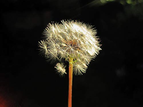 20x30 Inch Fluffy Dandelion Flower White Delicate Seedhead Laminated Poster - Vibrant Colors & High-Quality Print - Perfect for Home Decor, Office Wall Art & Gift Giving - Fits Standard Frames