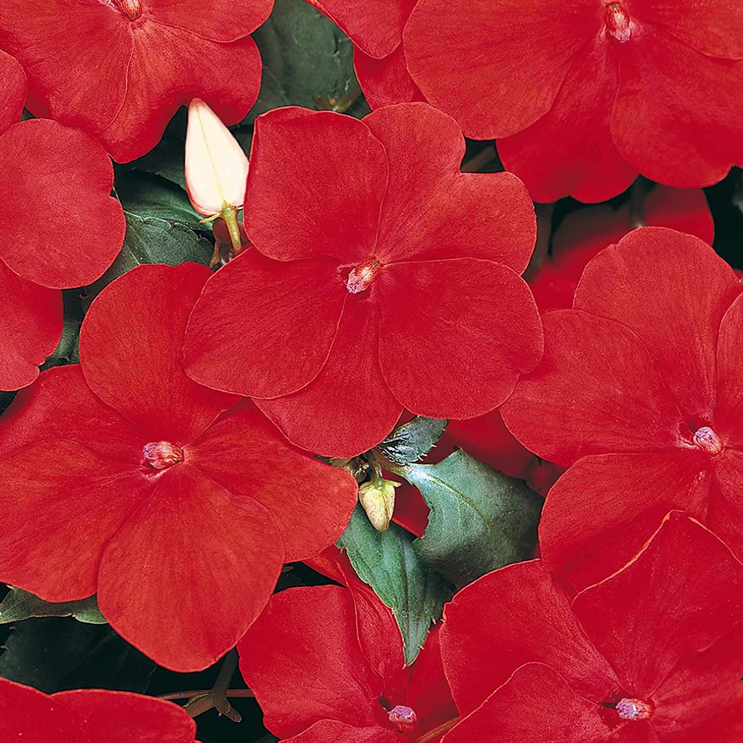 F1 Dazzler Series Red Impatiens Wallerana Seeds - 100 Count Annual Flower Seeds for Vibrant Garden Beds, Borders & Containers - Perfect for Shade Gardens, Landscaping & Outdoor Decor