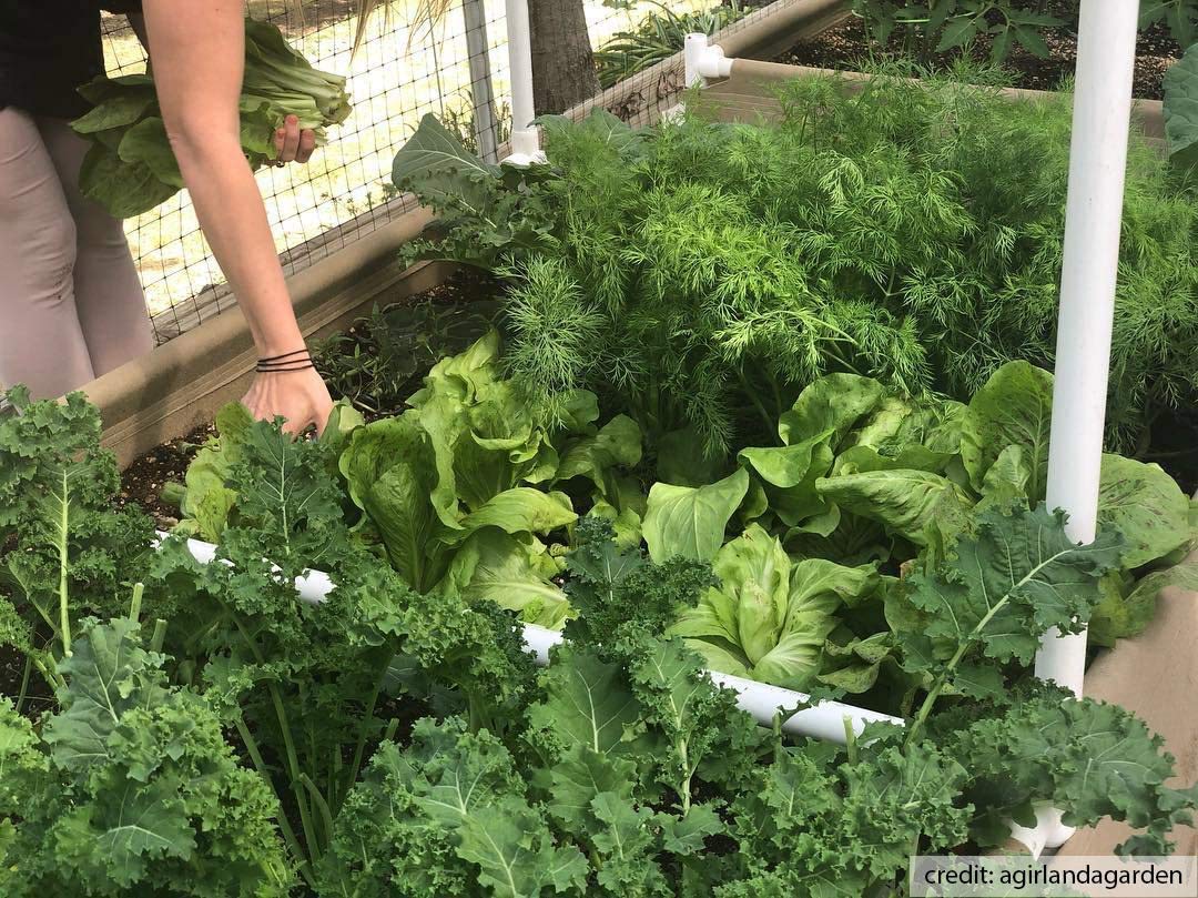 4' x 4' Living Soil Raised Garden Bed with Trellis Fittings - Perfect for Organic Vegetable Gardening, Backyard Farming & Small Space Urban Gardens