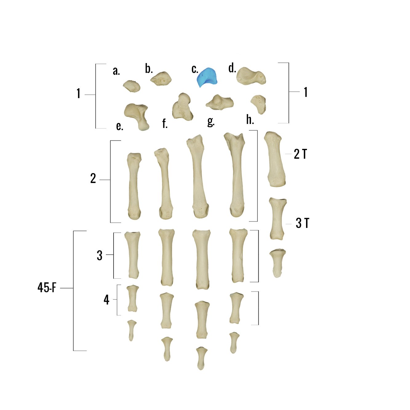 Real Human Hand Skeleton Model - Anatomically Accurate Single Bone Structure for Medical Study, Halloween Decor & Science Education