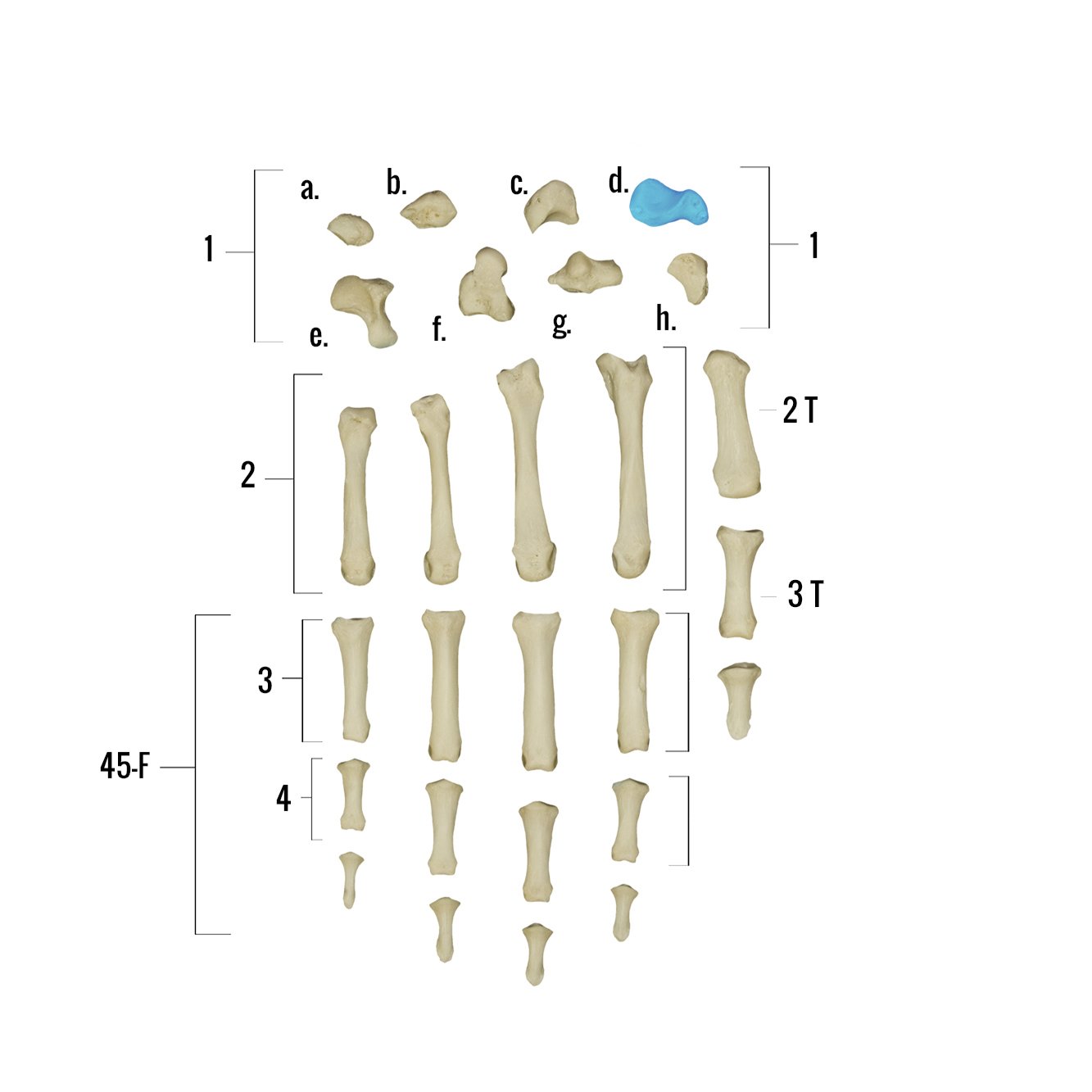 Real Human Hand Skeleton Model - Anatomically Accurate Single Bone Structure for Medical Study, Halloween Decor & Science Education
