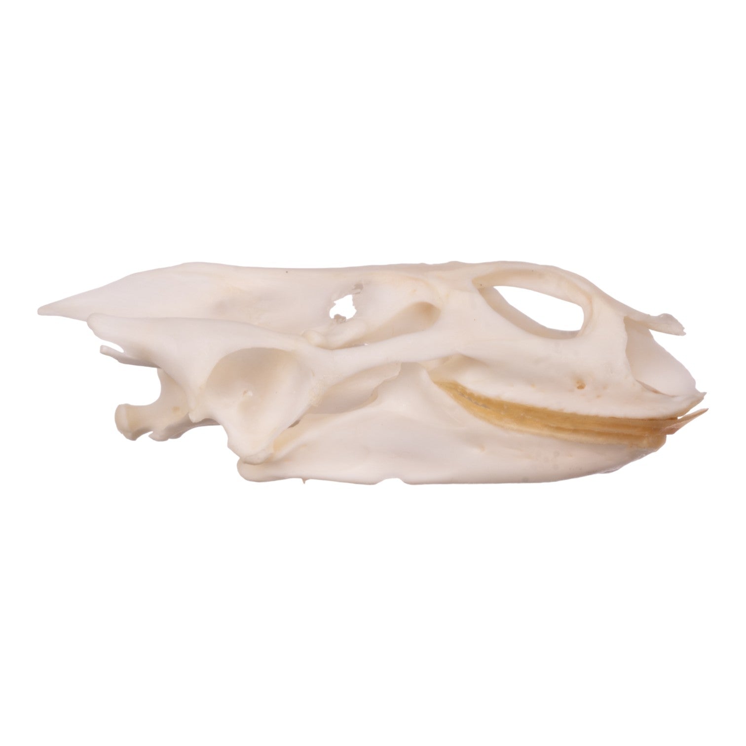 Authentic Softshell Turtle Skull and Shell Specimen - Taxidermy Oddity for Science Education, Gothic Decor, and Unique Collectibles