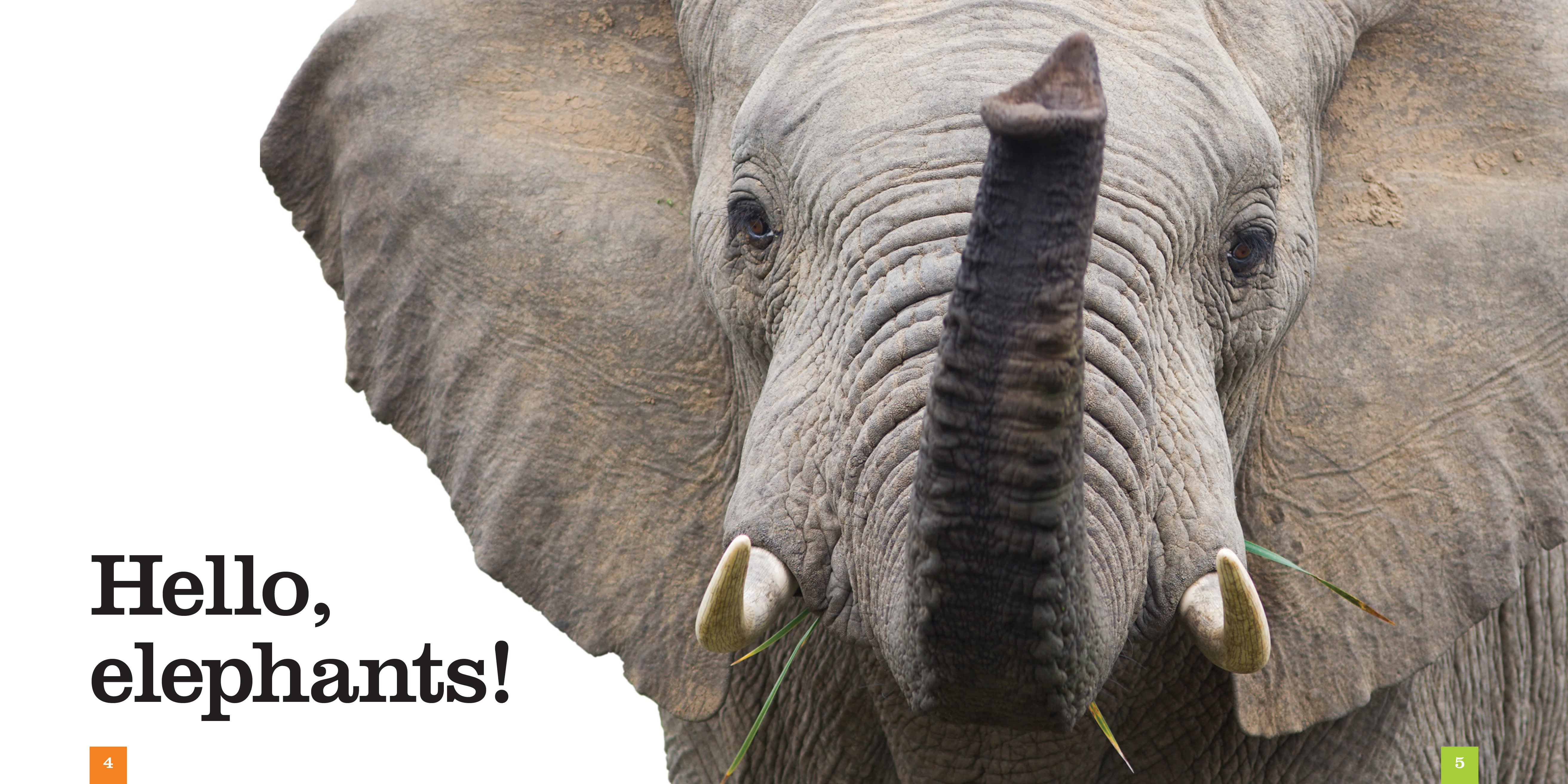 Elephants: A Fascinating Wildlife Book - ISBN 9781608182756 | Perfect for Nature Lovers & Animal Enthusiasts