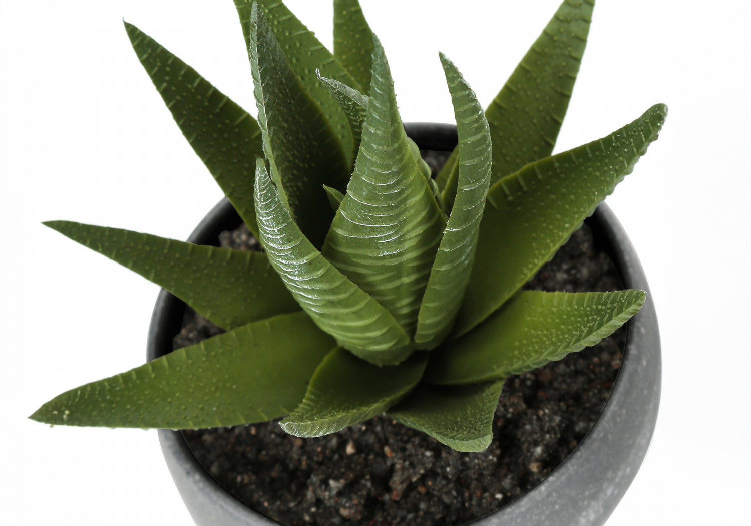 6 Pack Succulent Plants in Grey Pots - Set of 3 Live Indoor Houseplants for Home Decor, Office Desk, or Gift