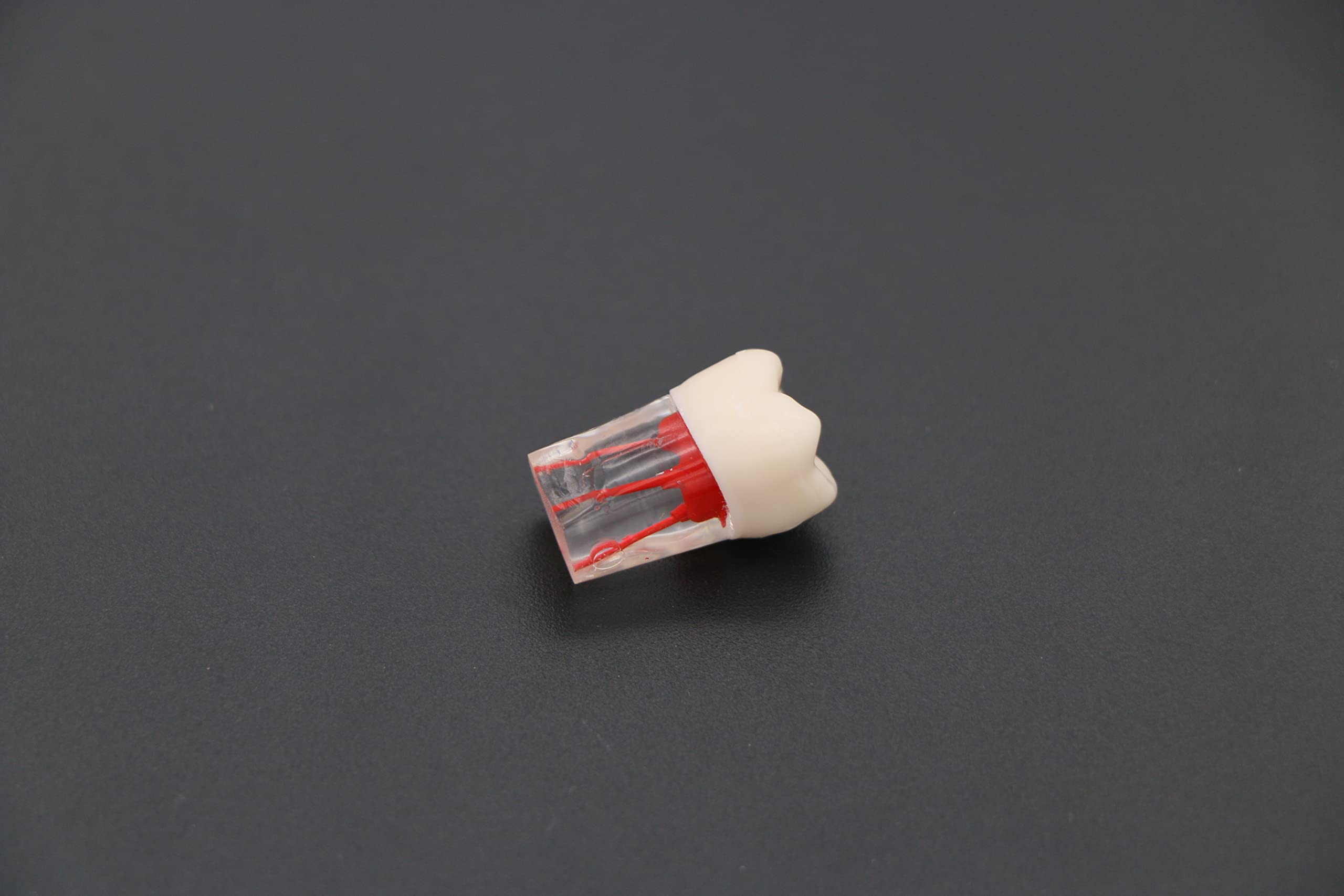 10 Pcs Dental Teeth Model for RCT Practice - Tooth Block with Pulp Cavity for Dental Teaching & Study - Perfect for Dental Students, Professionals & Training Classes