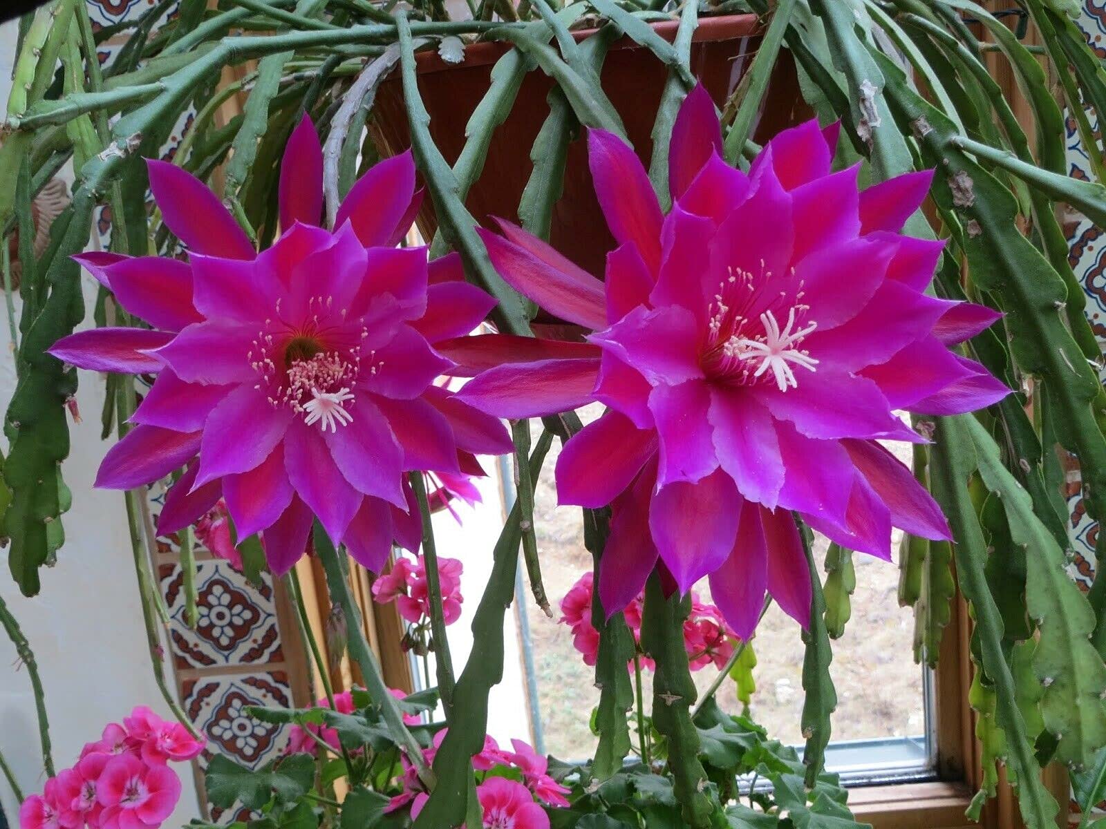 Epiphyllum Orchid Cactus Fresh Cutting 6